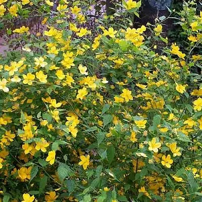 Керрия японская ГОЛДЕН ГИНЕЯ  Керрия японская ГОЛДЕН ГИНЕЯ в Екатеринбурге