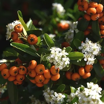 Пираканта  Пираканта в Екатеринбурге