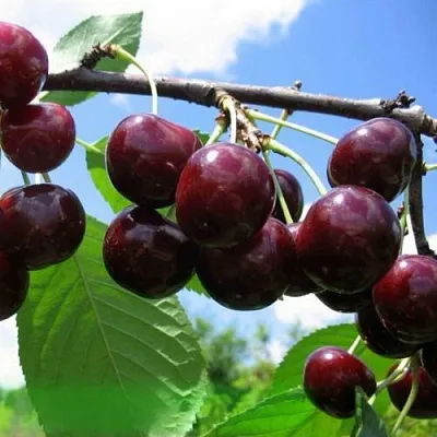 Дюк ЧУДО-ВИШНЯ  Дюк ЧУДО-ВИШНЯ в Екатеринбурге