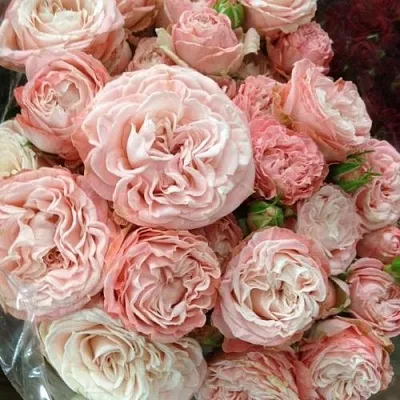 Саженцы роз МАДАМ БОМБАСТИК спрей  Саженцы роз МАДАМ БОМБАСТИК спрей в Екатеринбурге