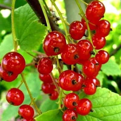 Смородина красная КОРАЛЛОВАЯ  Смородина красная КОРАЛЛОВАЯ в Екатеринбурге