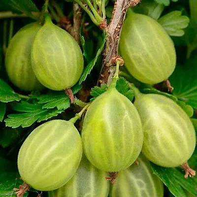 Крыжовник УРАЛЬСКИЙ ИЗУМРУД  Крыжовник УРАЛЬСКИЙ ИЗУМРУД в Екатеринбурге