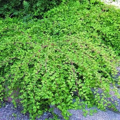 Стефанандра  Стефанандра в Екатеринбурге