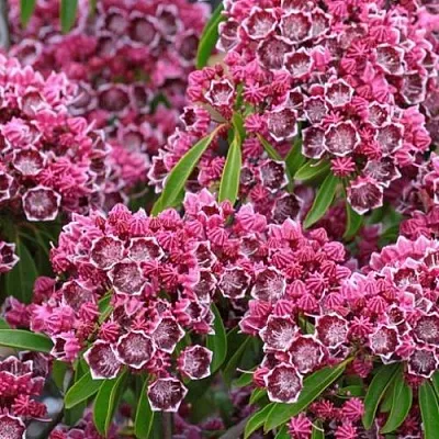 Кальмия  Кальмия в Екатеринбурге