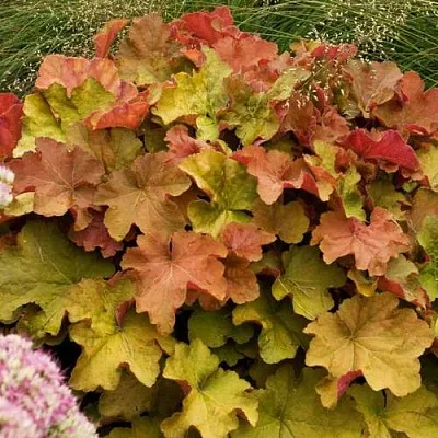 Гейхера БИГ ТОП БРОНЗ  Гейхера БИГ ТОП БРОНЗ в Екатеринбурге