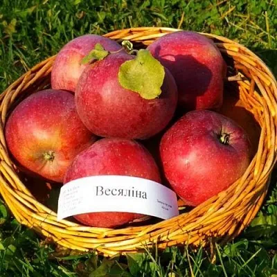 Яблоня ВЕСЯЛИНА  Яблоня ВЕСЯЛИНА в Екатеринбурге