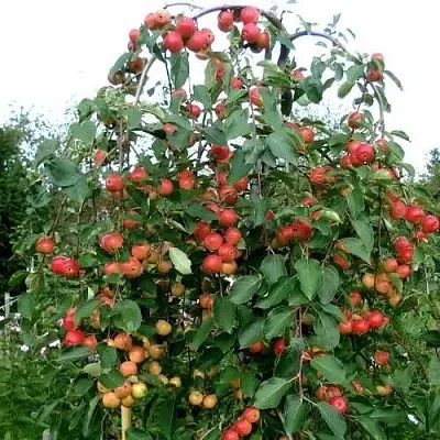 Яблоня ХЮВИНГИЕНЗИС декоративная в Екатеринбурге