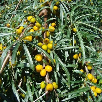 Облепиха ЖЕЛТОПЛОДНАЯ в Екатеринбурге