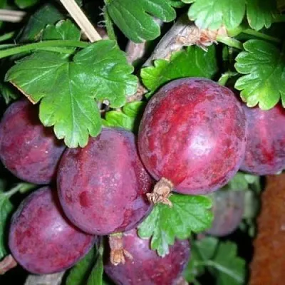 Крыжовник КОЛОБОК  Крыжовник КОЛОБОК в Екатеринбурге