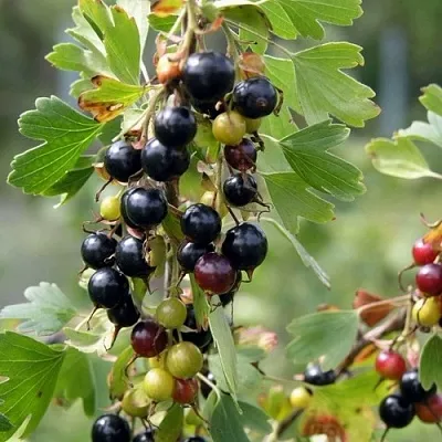 Смородина золотистая ПЛОТНОМЯСАЯ  Смородина золотистая ПЛОТНОМЯСАЯ в Екатеринбурге