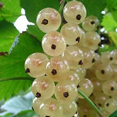 Смородина белая ЮТЕРБОРГСКАЯ  Смородина белая ЮТЕРБОРГСКАЯ в Екатеринбурге