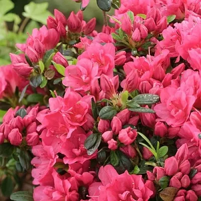 Азалия  Азалия в Екатеринбурге