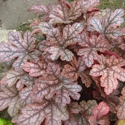 Гейхера ГАНСМОУК  Гейхера ГАНСМОУК в Екатеринбурге