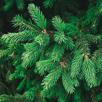 Ель  Ель в Екатеринбурге