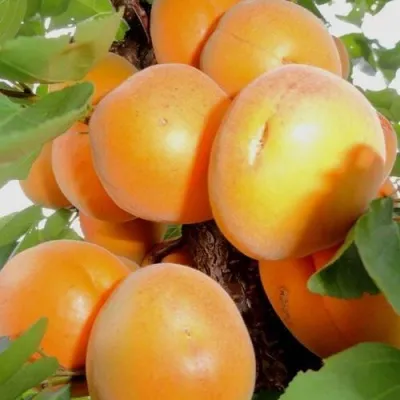 Абрикос ДЕСЕРТНЫЙ — описание сорта Абрикос ДЕСЕРТНЫЙ в Екатеринбурге