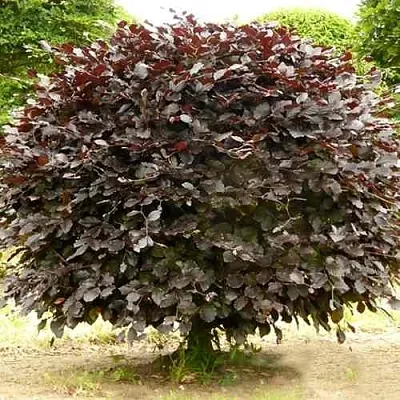 Бук лесной АТРОПУНИЦЕА  Бук лесной АТРОПУНИЦЕА в Екатеринбурге