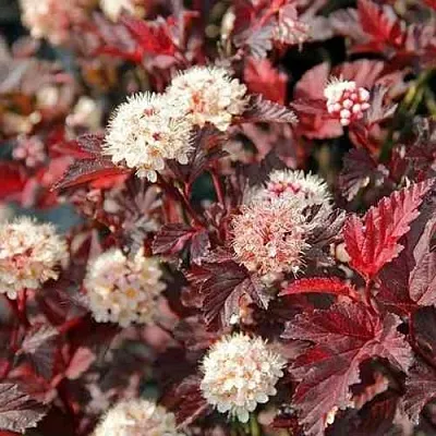 Пузыреплодник ЛЕДИ ИН РЕД  Пузыреплодник ЛЕДИ ИН РЕД в Екатеринбурге