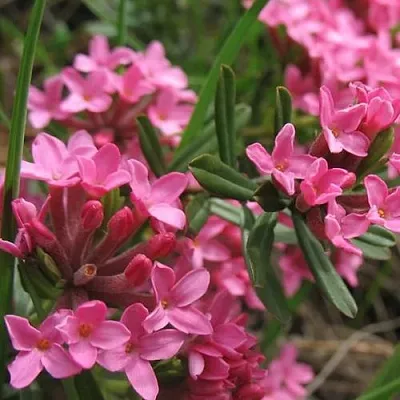 Волчеягодник  Волчеягодник в Екатеринбурге