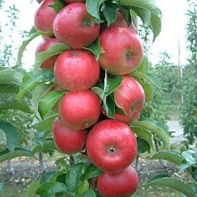 Яблоня АНТЕЙ КИЕВСКИЙ колонновидная в Екатеринбурге