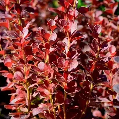 Барбарис ВУЛКАНО тунберга  Барбарис ВУЛКАНО тунберга в Екатеринбурге