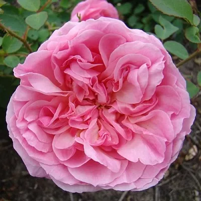 Саженцы роз ХАЙДИ ХОЛЛ английская  Саженцы роз ХАЙДИ ХОЛЛ английская в Екатеринбурге