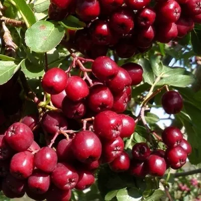 Рябина ГРАНАТНАЯ сладкоплодная — описание сорта Рябина ГРАНАТНАЯ сладкоплодная в Екатеринбурге