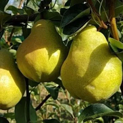 Груша СОКРОВИЩЕ в Екатеринбурге