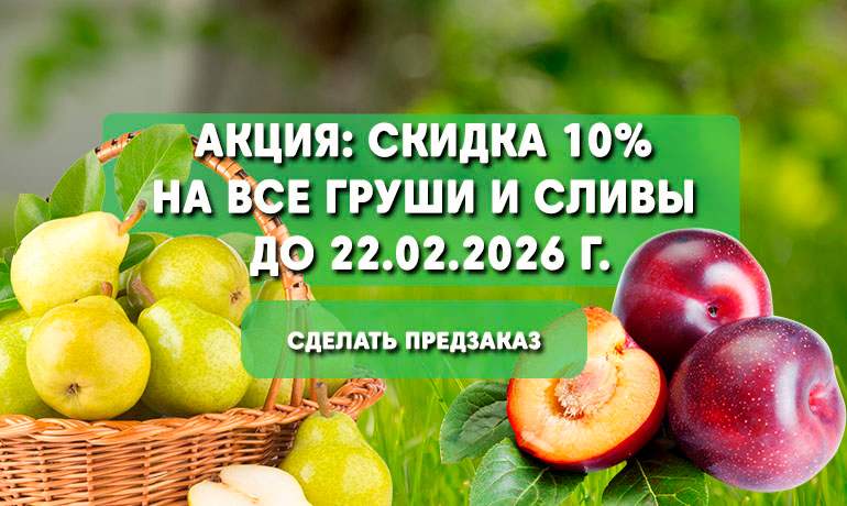 Акция. Скидка 10% на все груши и сливы Акция. Скидка 10% на все груши и сливы