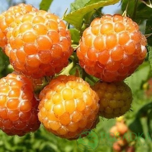 Малина КУМБЕРЛЕНД желтая в Екатеринбурге