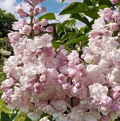 Сирень КРАСАВИЦА МОСКВЫ (привитая) в Екатеринбурге