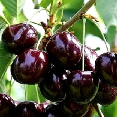 Черешня ДОНЕЦКИЙ УГОЛЁК в Екатеринбурге