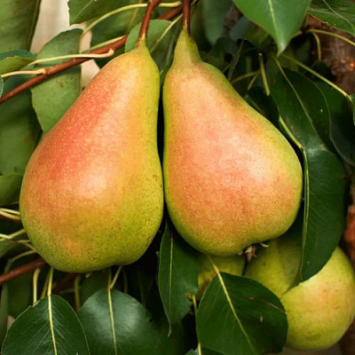 Сладкая в Екатеринбурге