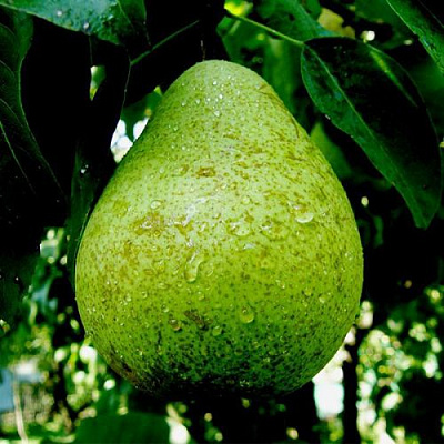 Зеленая в Екатеринбурге