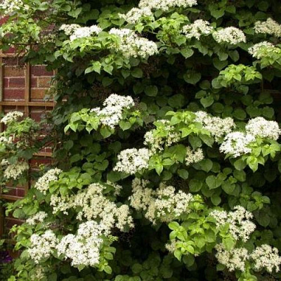 Черешковая в Екатеринбурге