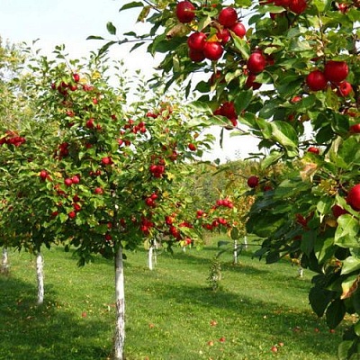 Плодовые деревья в Екатеринбурге