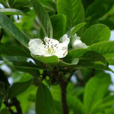 МУШМУЛА  в Екатеринбурге