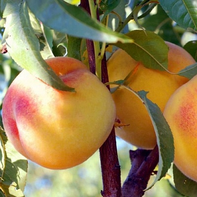 Персики в Екатеринбурге
