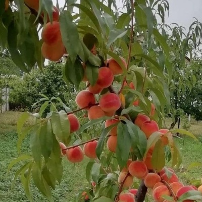 Персик ВУЛКАН в Екатеринбурге