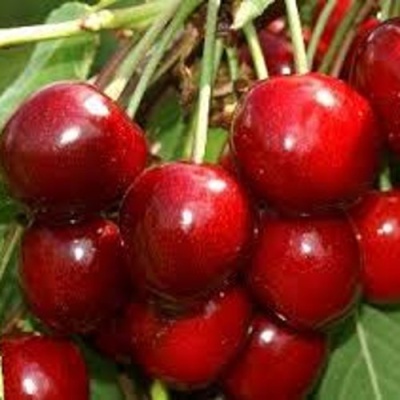 Черешня МИНЧАНКА в Екатеринбурге