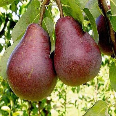 Красная в Екатеринбурге