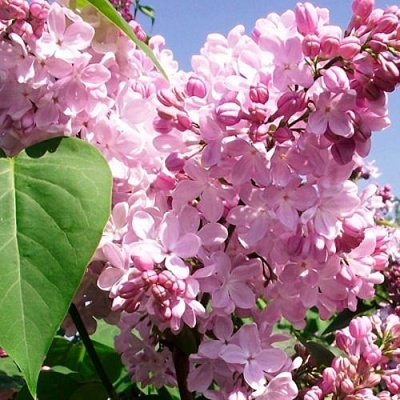Сирень АДЕЛИНА в Екатеринбурге