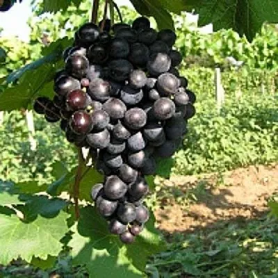 Купить черный виноград - Саженцы винограда в Екатеринбурге, доставка поРоссии