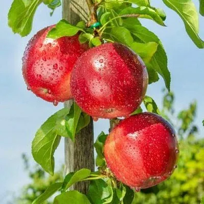 Саженцы яблонь средних, осенних сортов в Москве