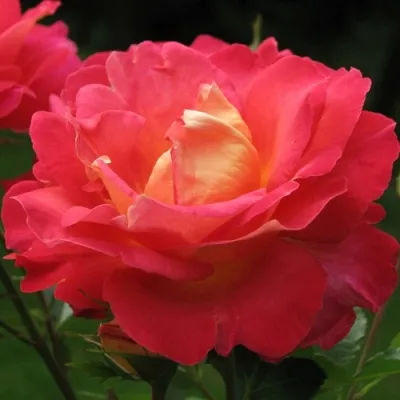 роза арлекин декор | про розы в ОК