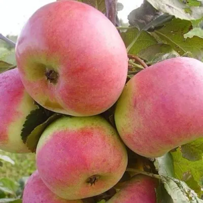 Особенности роста и развития яблони Осеннее низкорослое