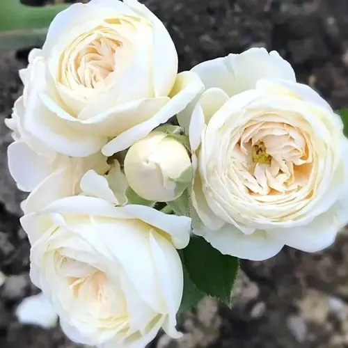 Роза АРТЕМИС шраб в Екатеринбурге