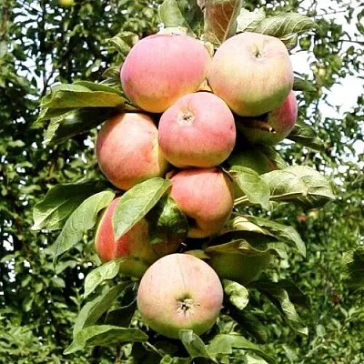 Как появились колоновидные яблони